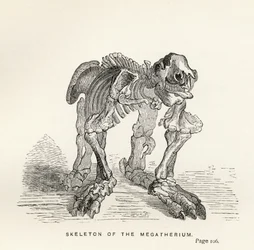 Skeleton of the Megatherium, from 